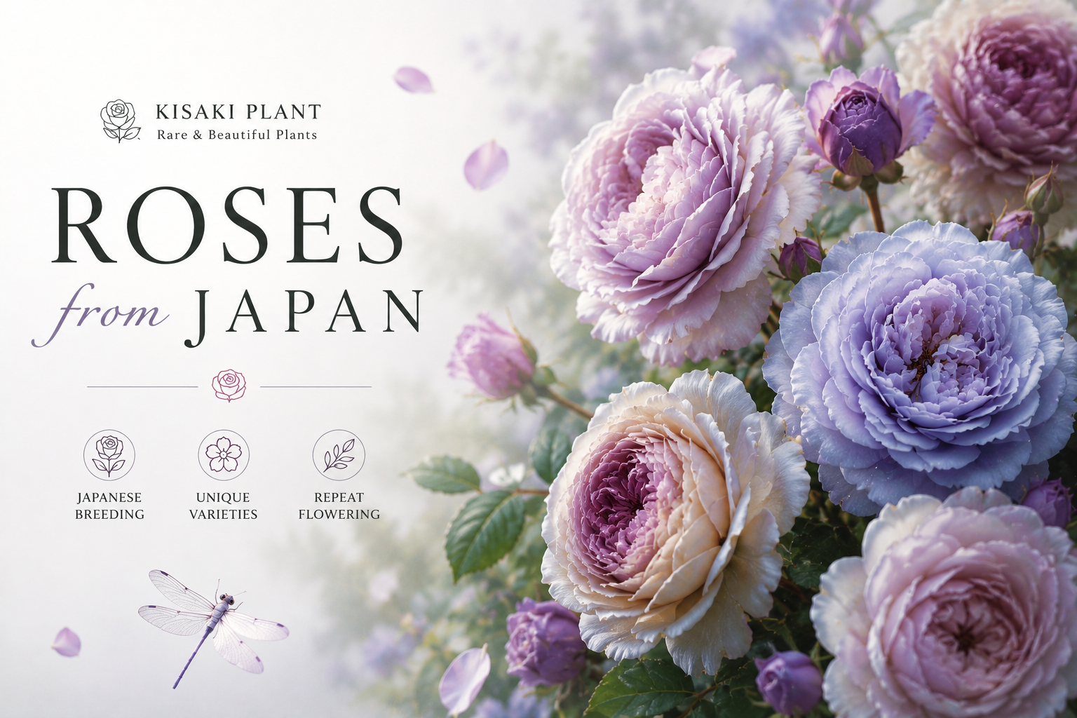 Roses from Japan – Kisaki Plant