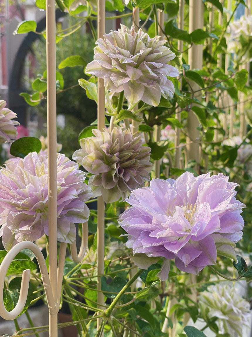 Clematis ''Ruriokoshi |ルリオコシ| 琉璃''