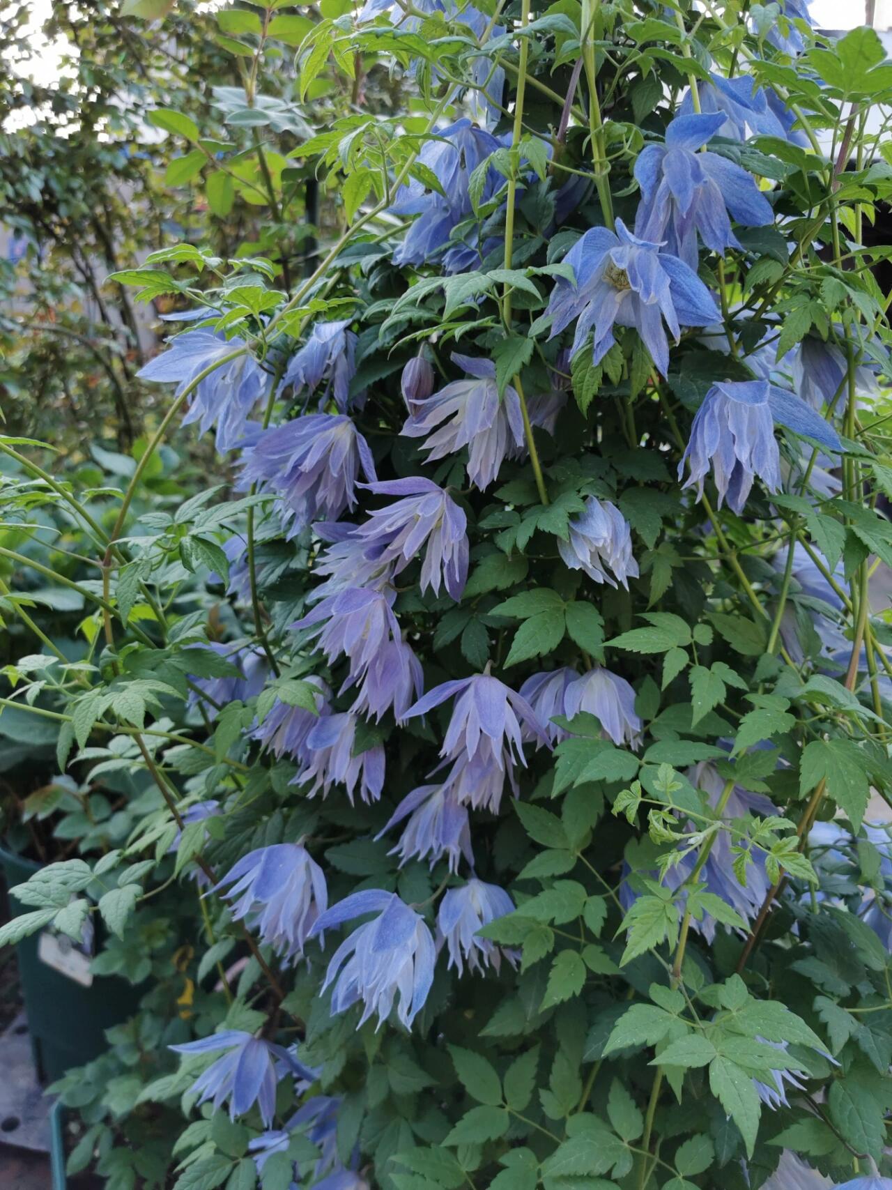 Clematis ‘’Maidwell Hall|梅德维尔‘’