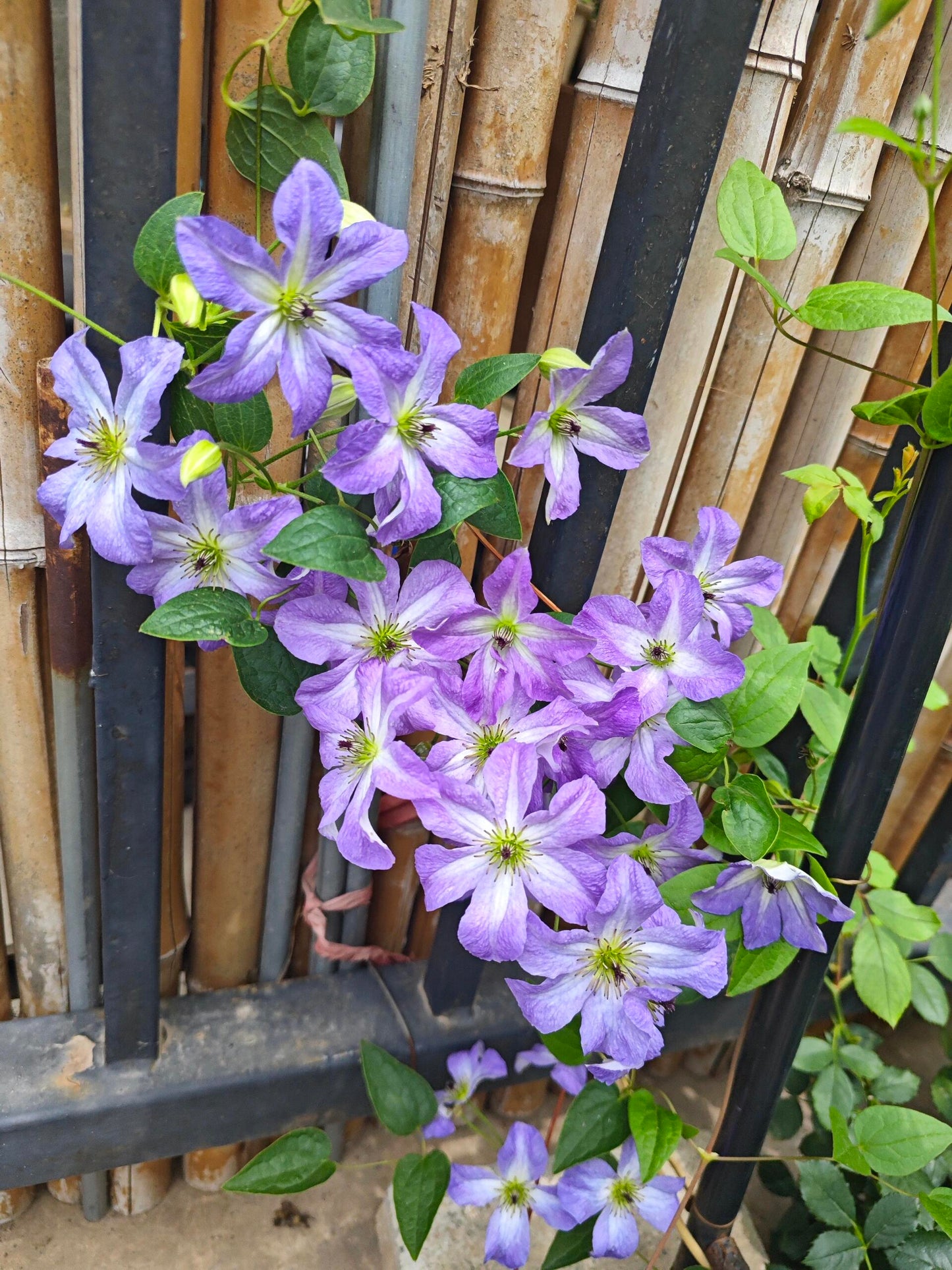 Clematis ‘’Sea Breeze|海风‘’