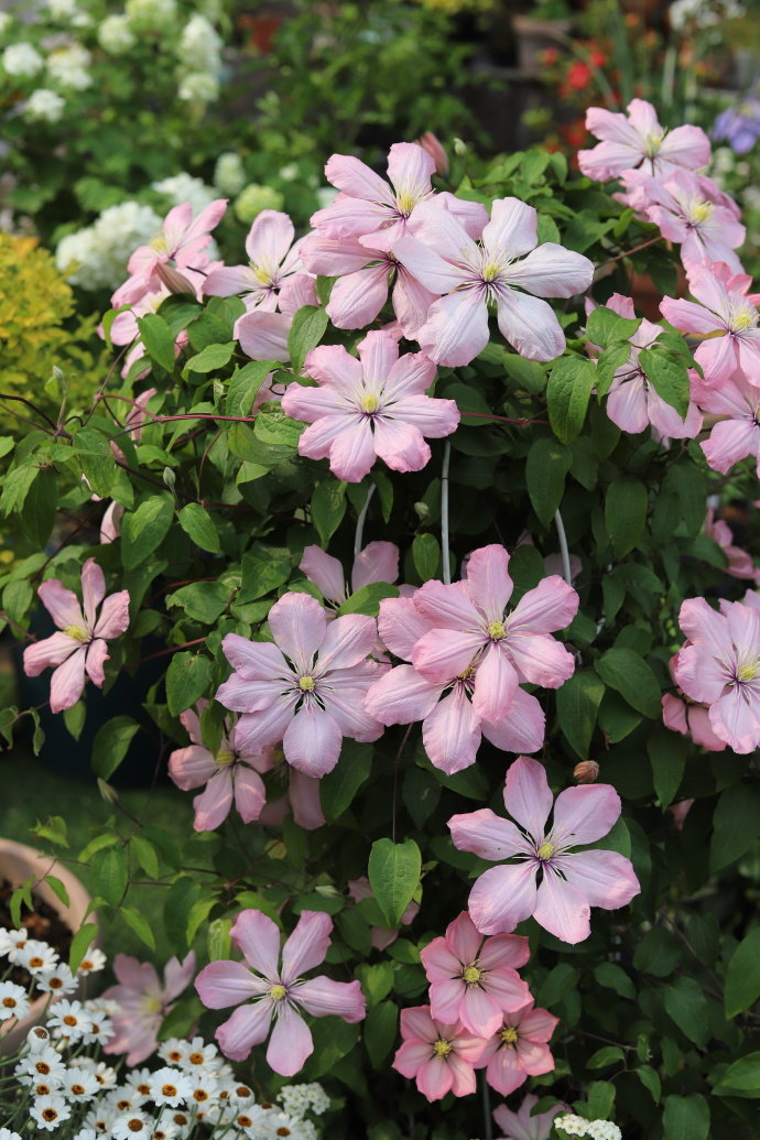 Clematis ‘’Ai-nor|爱诺露‘’