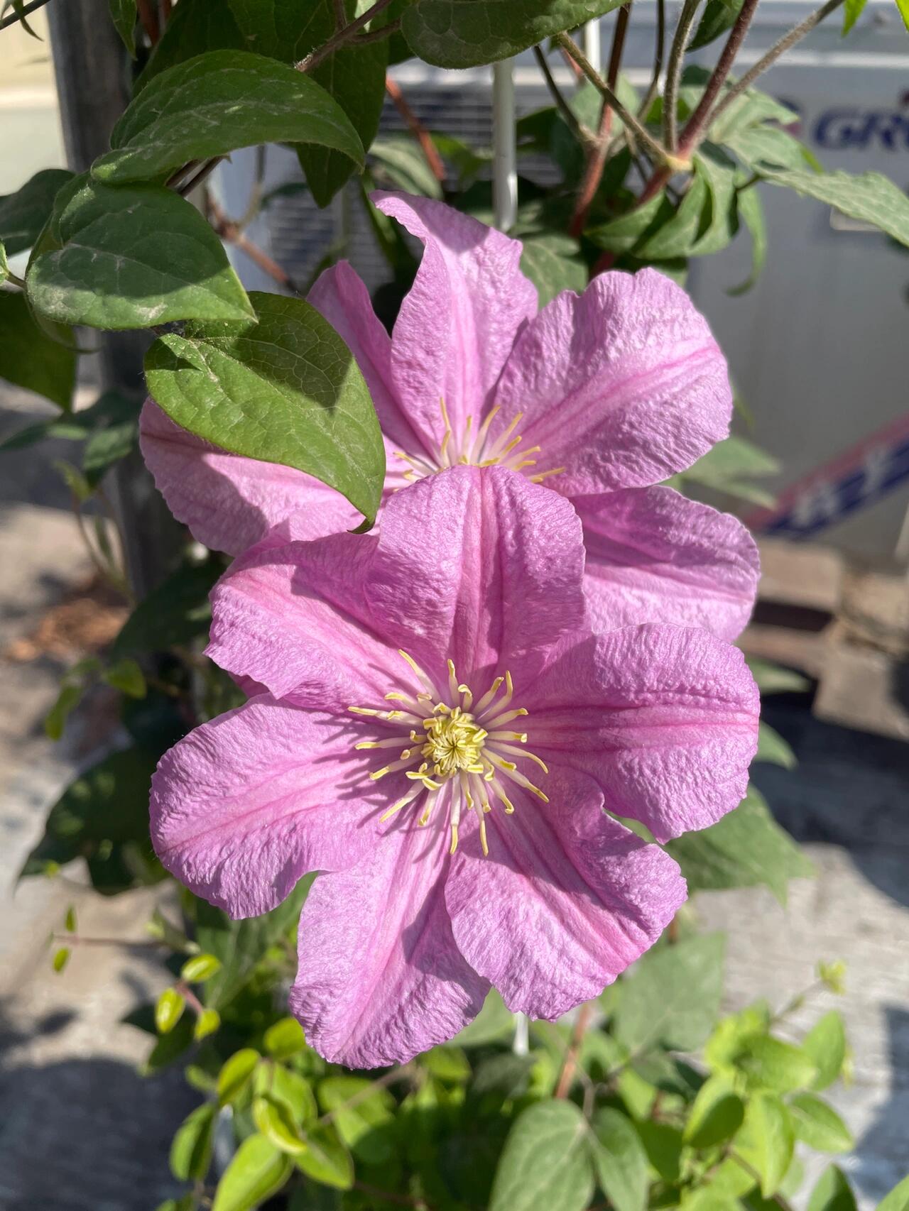 Clematis ‘’Comtesse de Bouchaud| 包查德 女侯爵‘’