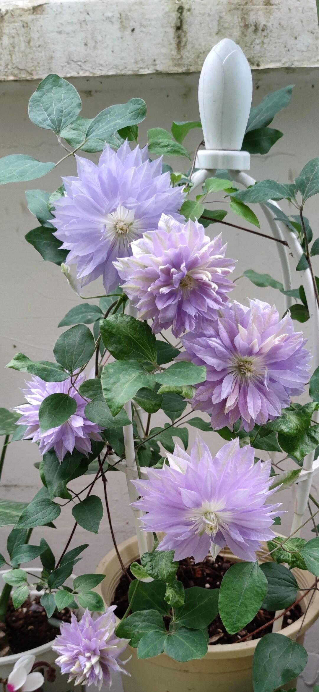 Clematis ''Ruriokoshi |ルリオコシ| 琉璃''
