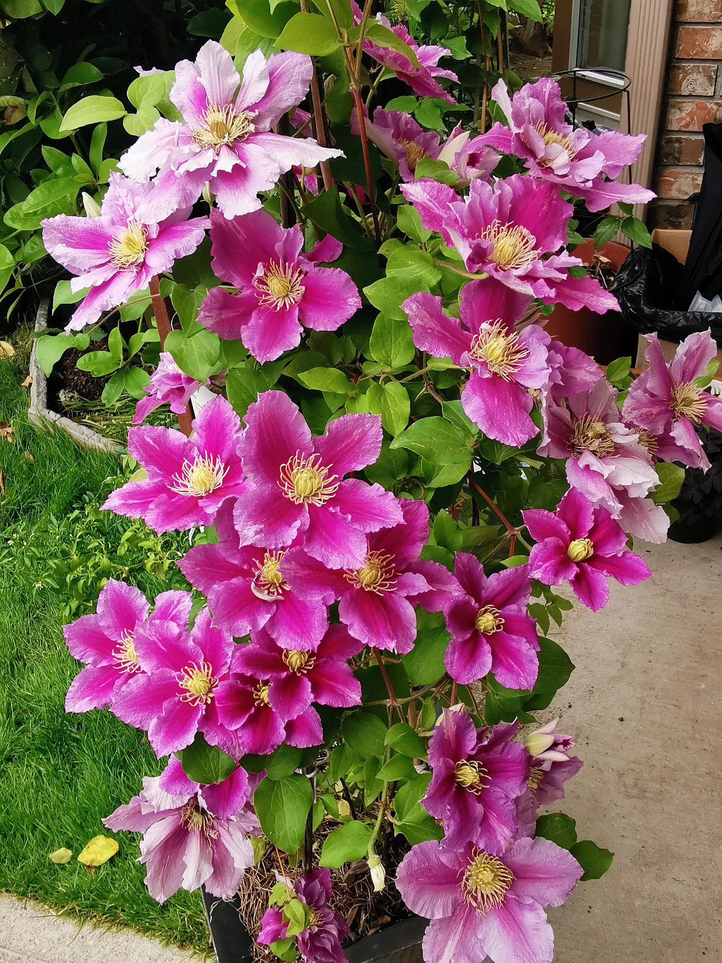 Clematis ‘’Piilu|小鸭‘’