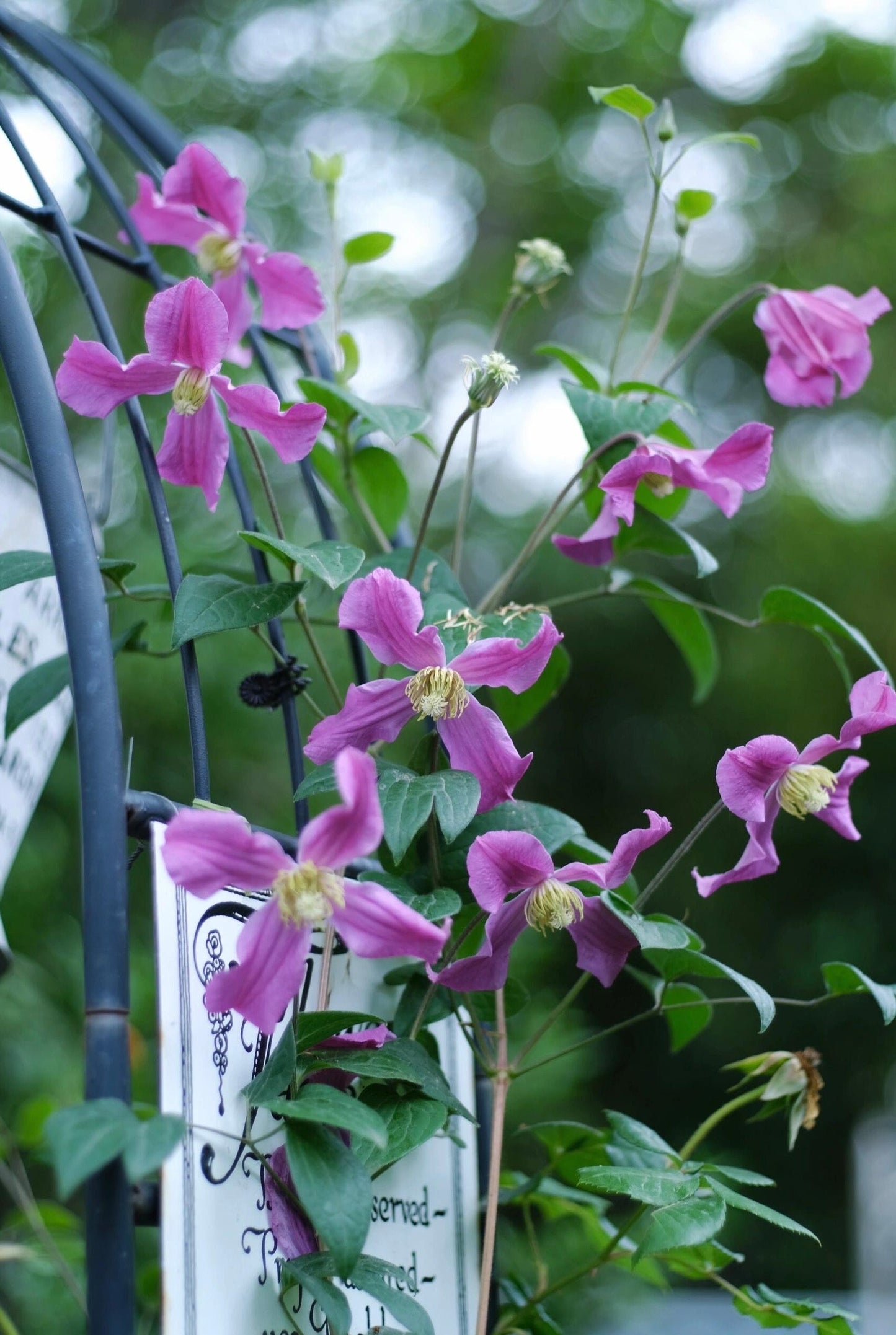 Clematis ‘’Inspiration|灵感‘’
