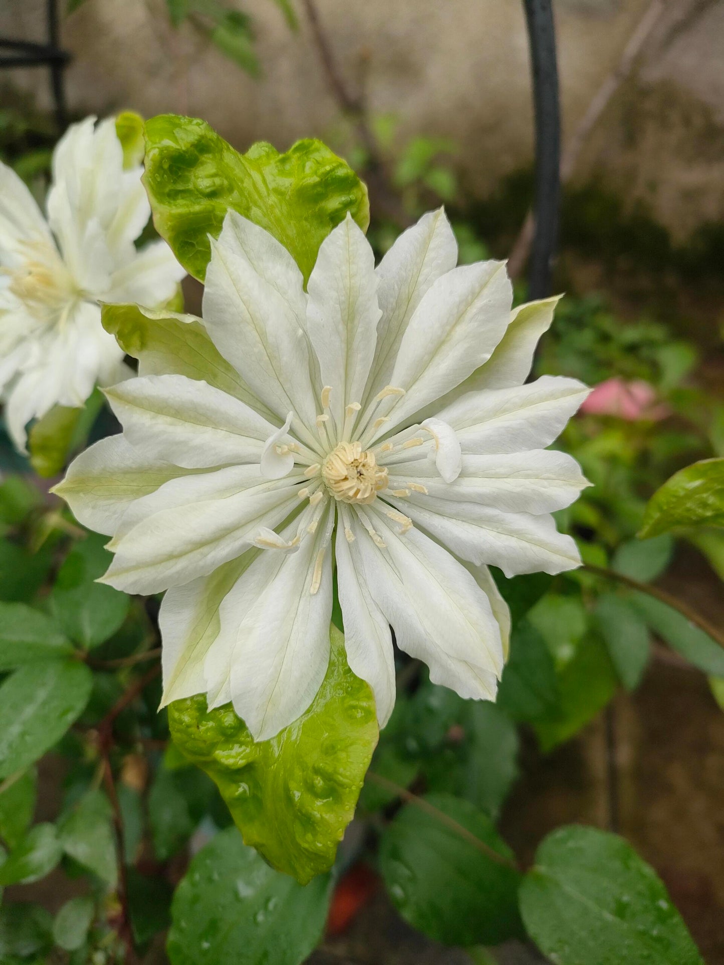 Clematis ‘’Shiko Yukiokoshi|ゆきおこし|雪妆‘’