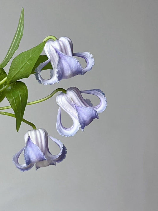 Blue Octopus Clematis ‘’クリスパ・エンジェル| Crispa Angel| 克里斯帕天使 ‘’