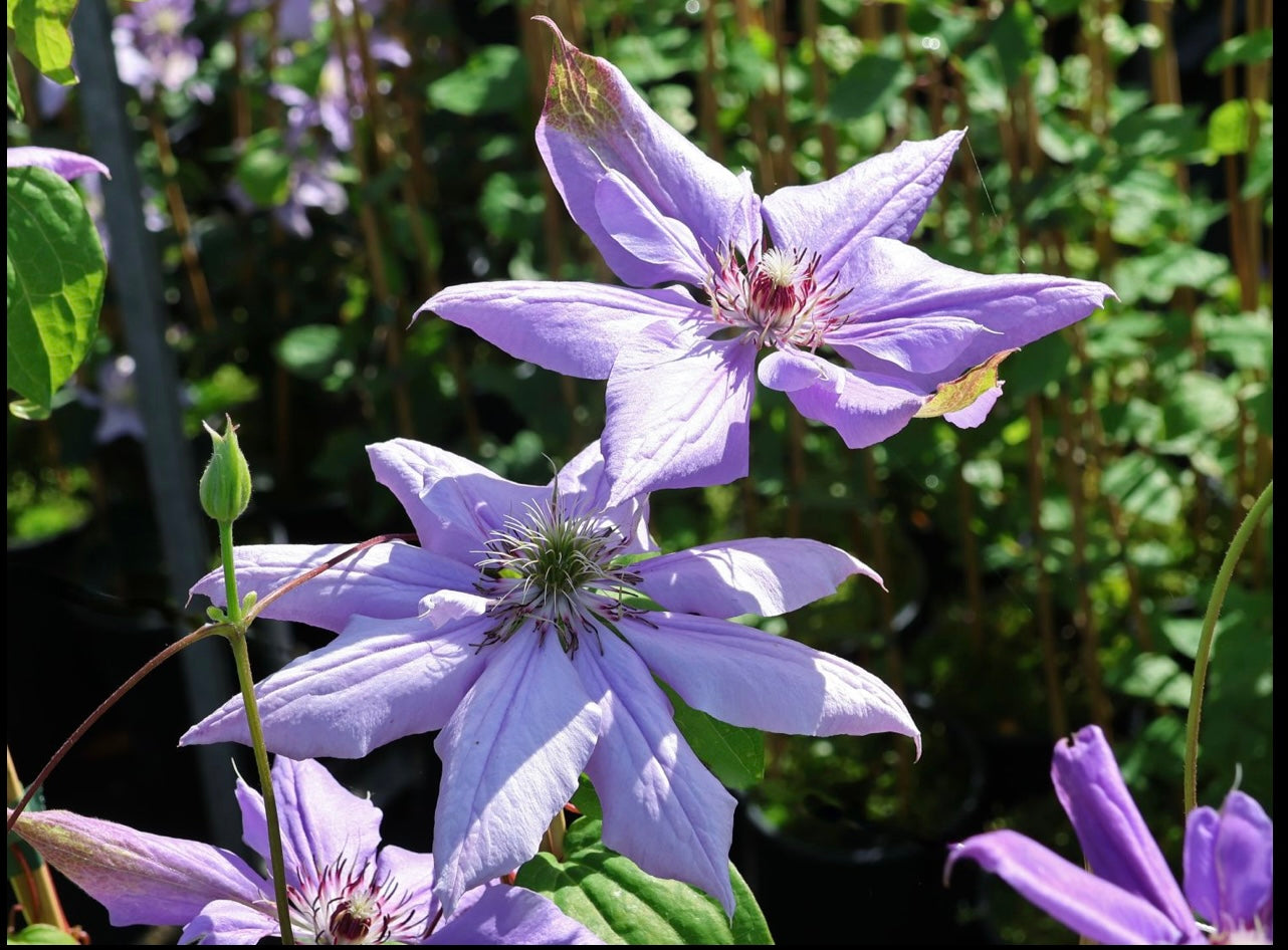 Clematis ‘’Matsuri Daiko|祭り太鼓 | 花太鼓‘’