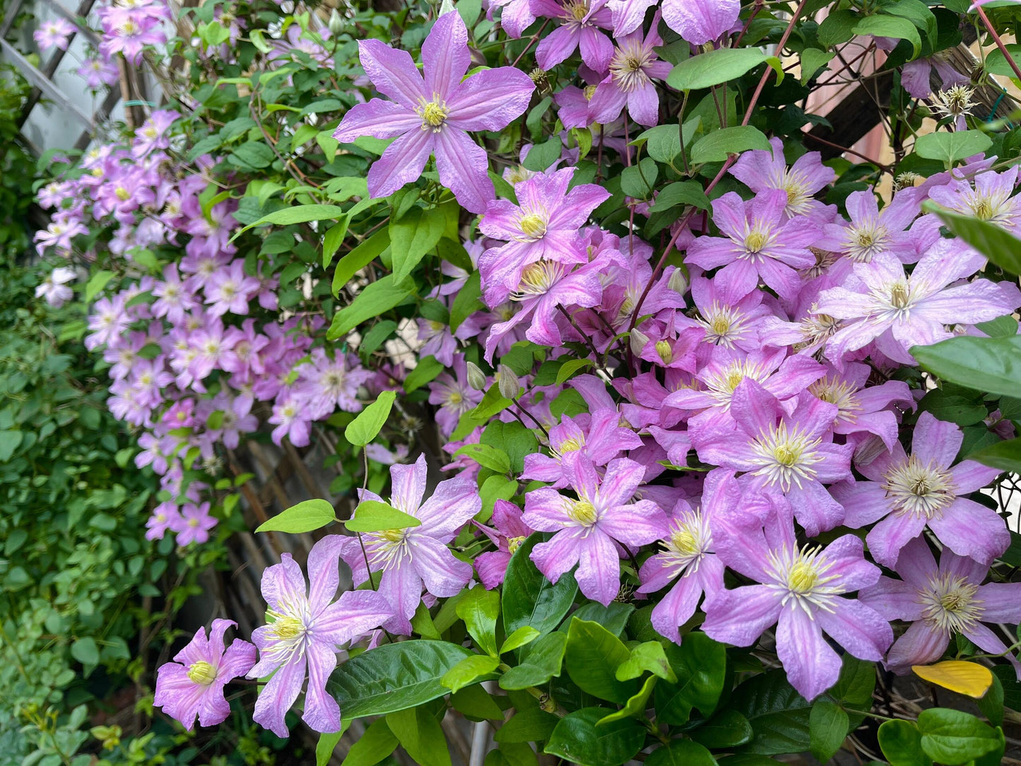 Clematis ‘’Comtesse de Bouchaud| 包查德 女侯爵‘’
