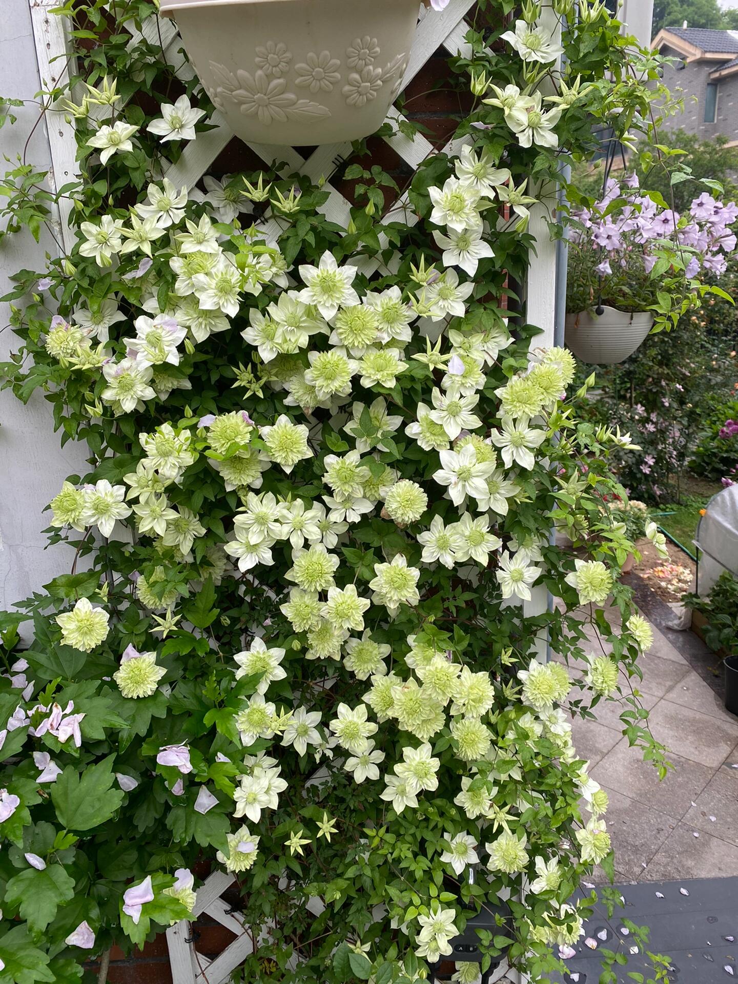 Clematis ''Alba Plenal | 白万重''-小绿| 绿玉