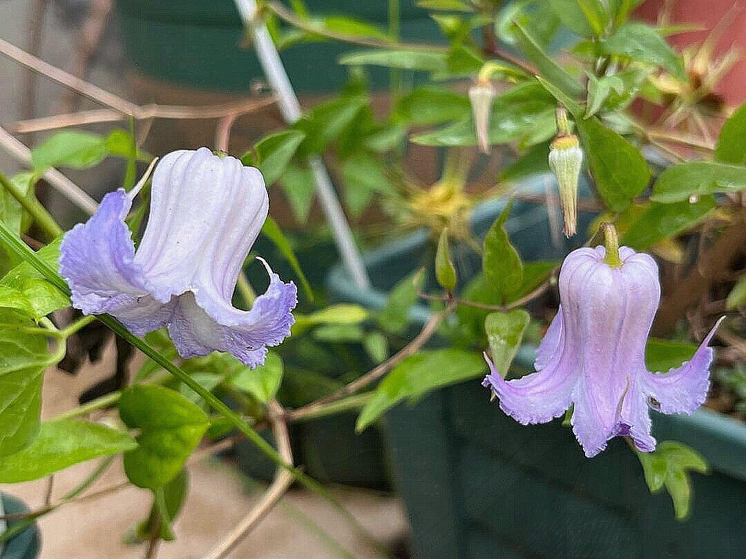 Blue Octopus Clematis ‘’クリスパ・エンジェル| Crispa Angel| 克里斯帕天使| タコクレマチス‘’