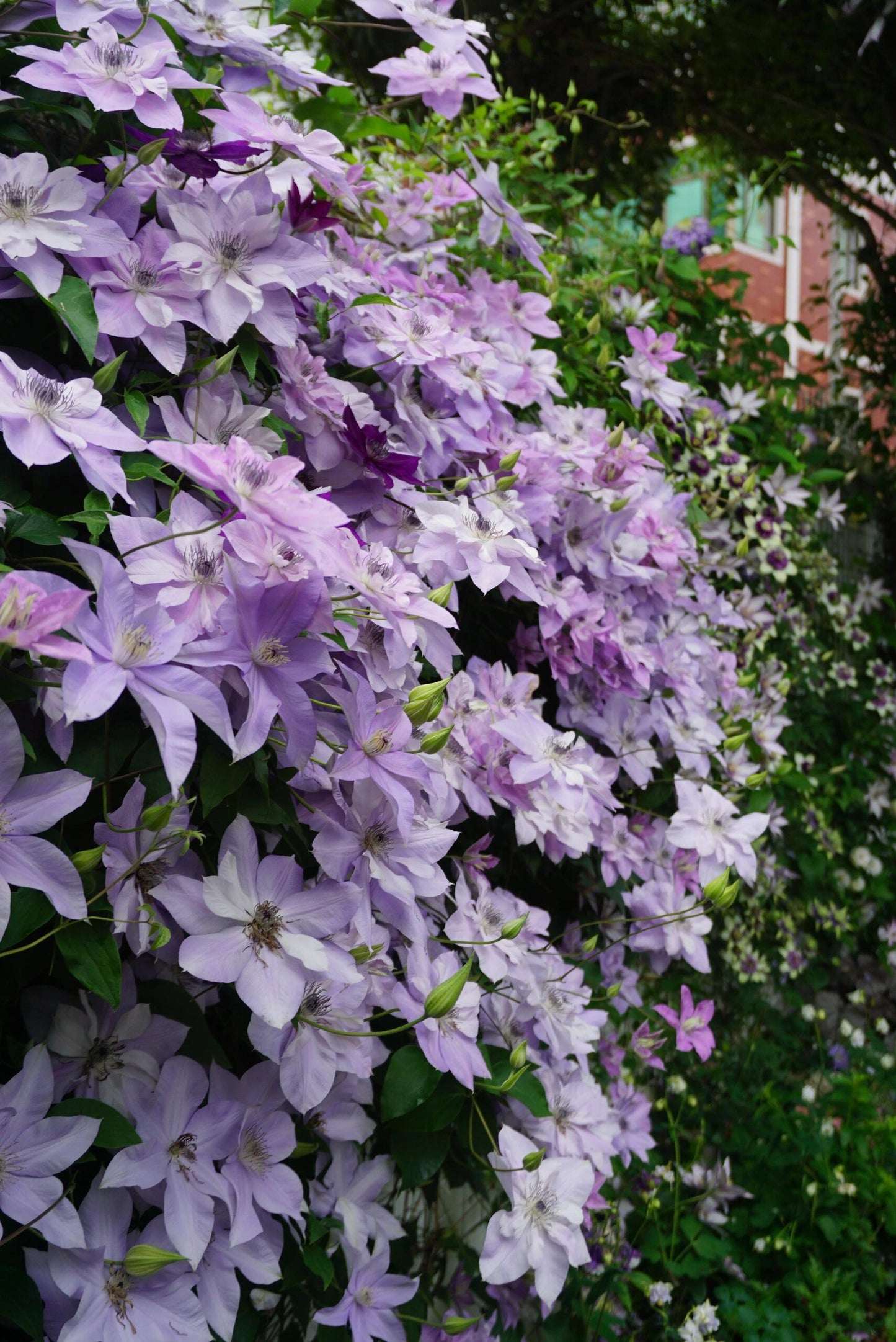 Clematis ‘’Reflections|倒影‘’
