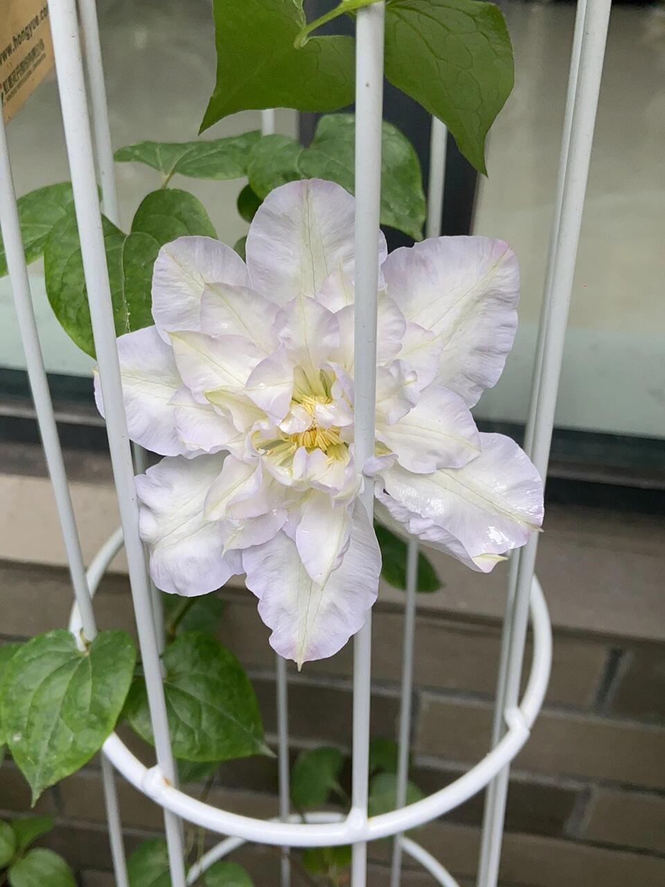 Clematis ‘’Veronica's choice|维罗妮卡的选择‘’