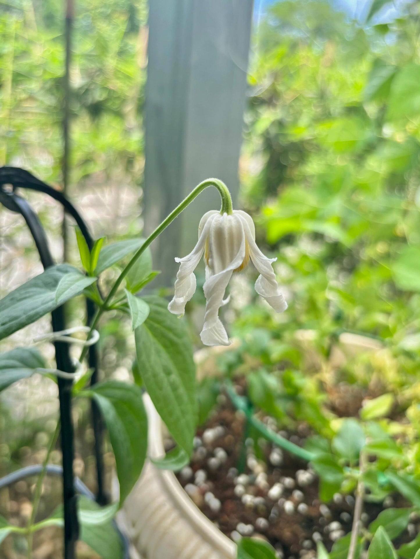 Jasmine Clematis ''Hakuree | ハクレイ| 白麗| 哈库里''