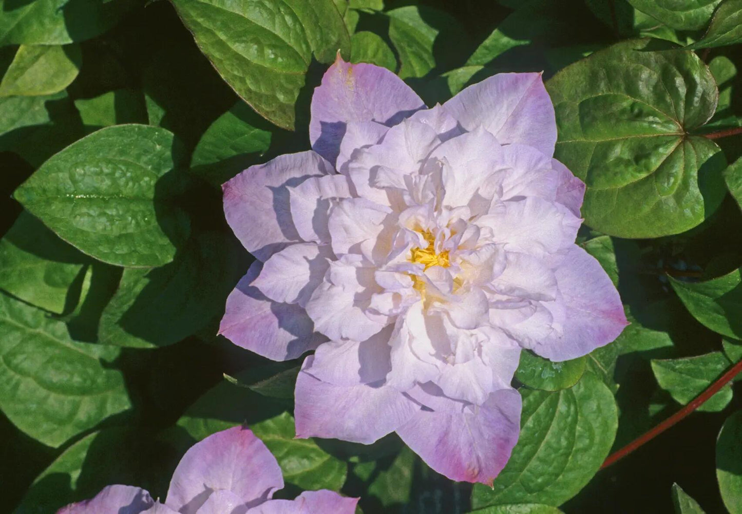 Clematis ‘’Veronica's choice|维罗妮卡的选择‘’