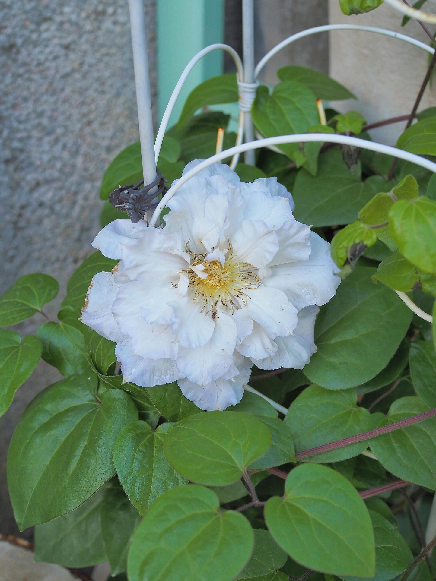 Clematis ‘’Veronica's choice|维罗妮卡的选择‘’