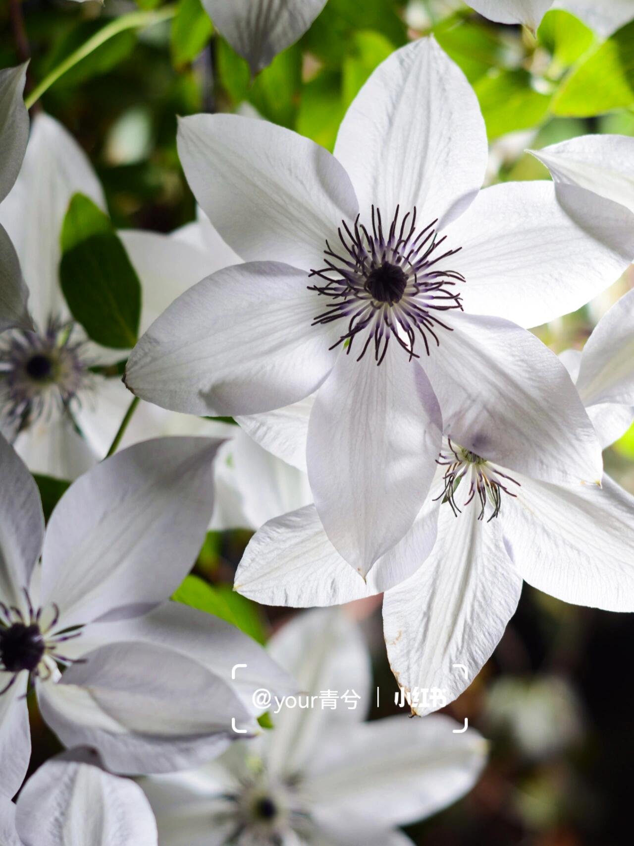 Rare Clematis ‘’Guizi|摫子‘’