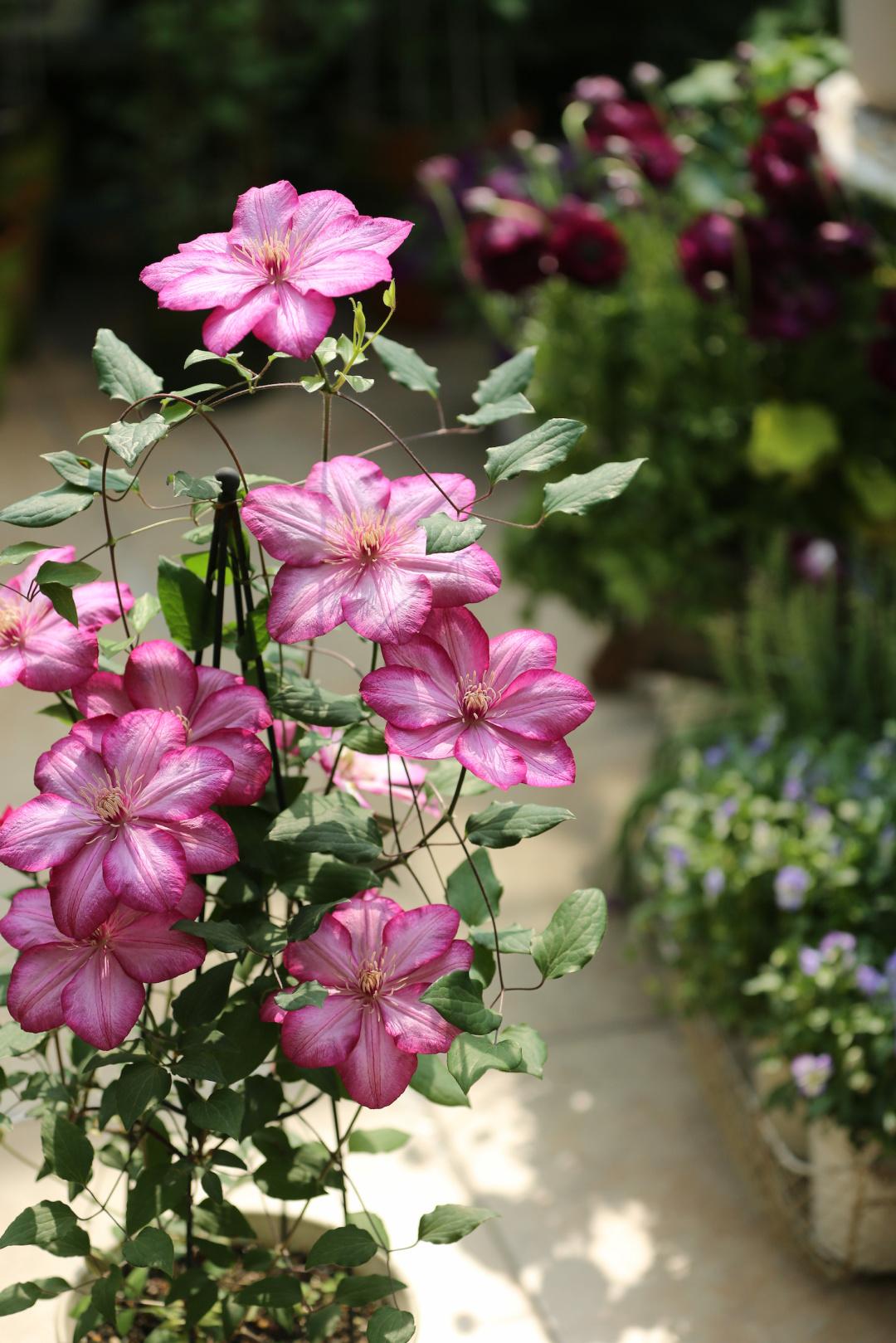 Clematis ‘’Paradiso| 天堂|帕拉迪索‘’