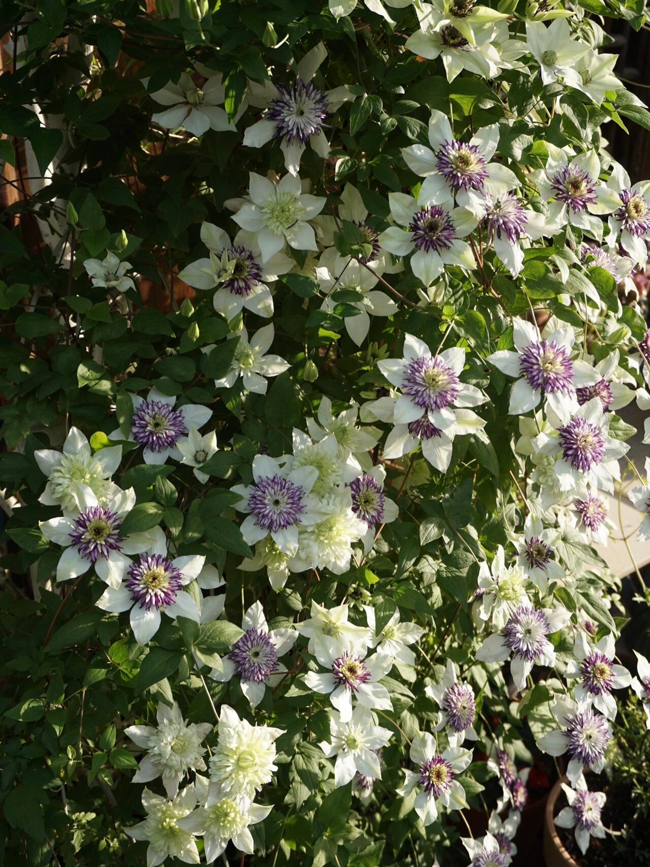 Clematis ‘’New Viennetta|千层雪| 新幻紫‘’