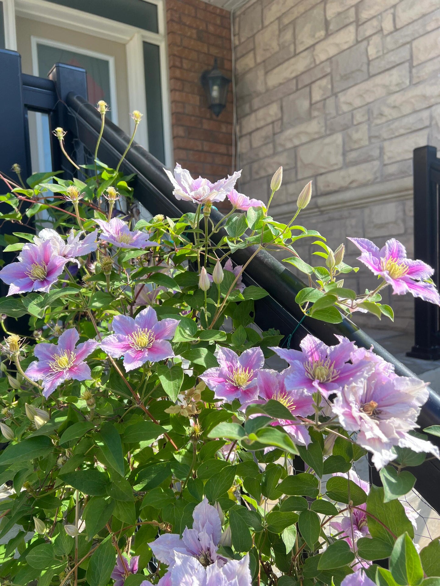 Clematis ‘’Piilu|小鸭‘’