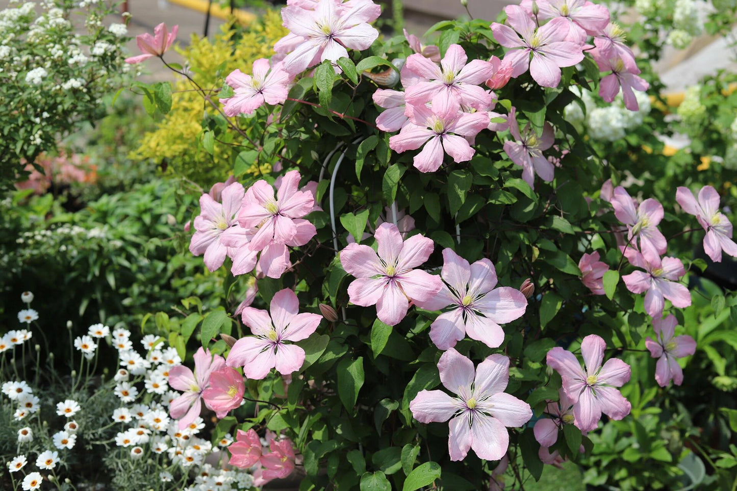 Clematis ‘’Ai-nor|爱诺露‘’