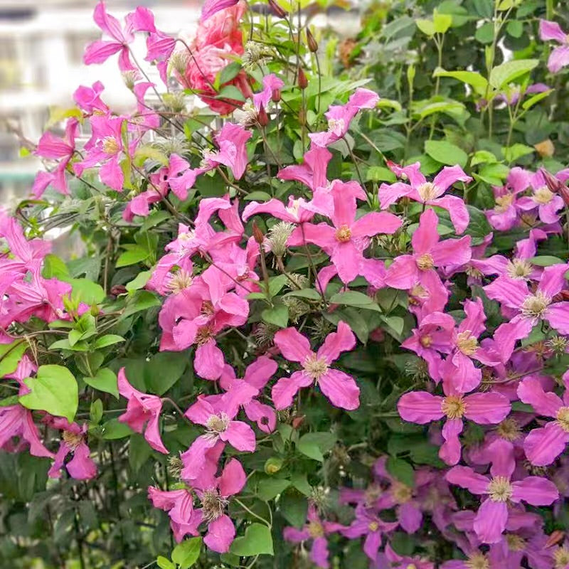 Clematis ‘’Inspiration|灵感‘’