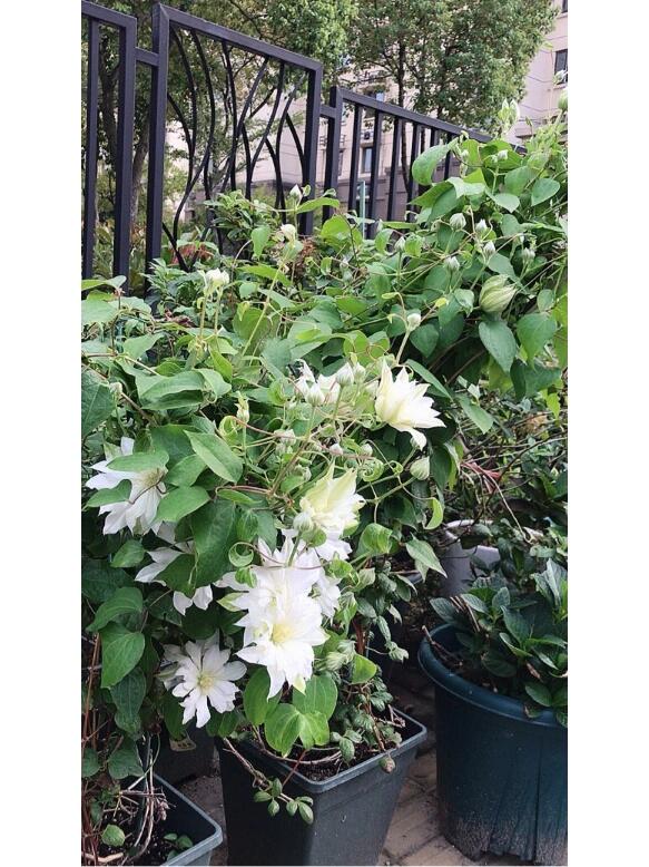 Clematis ‘’Shiko Yukiokoshi|ゆきおこし|雪妆‘’