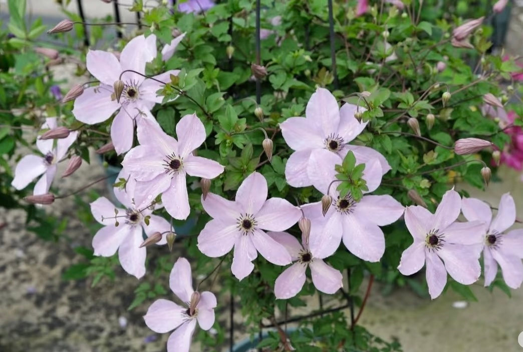 Clematis ‘’Fairy Dust| 仙尘‘’