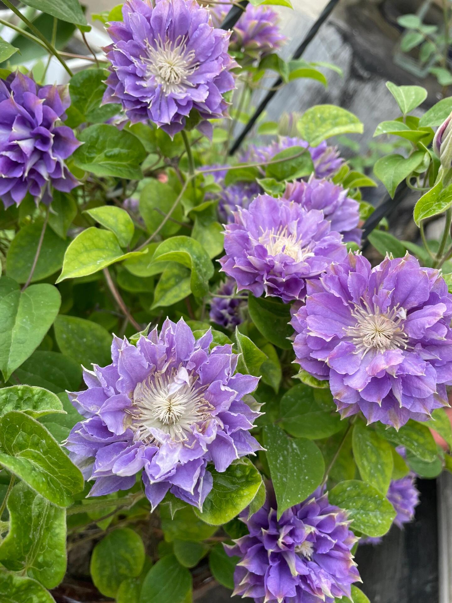 Clematis ''Enku|円空''