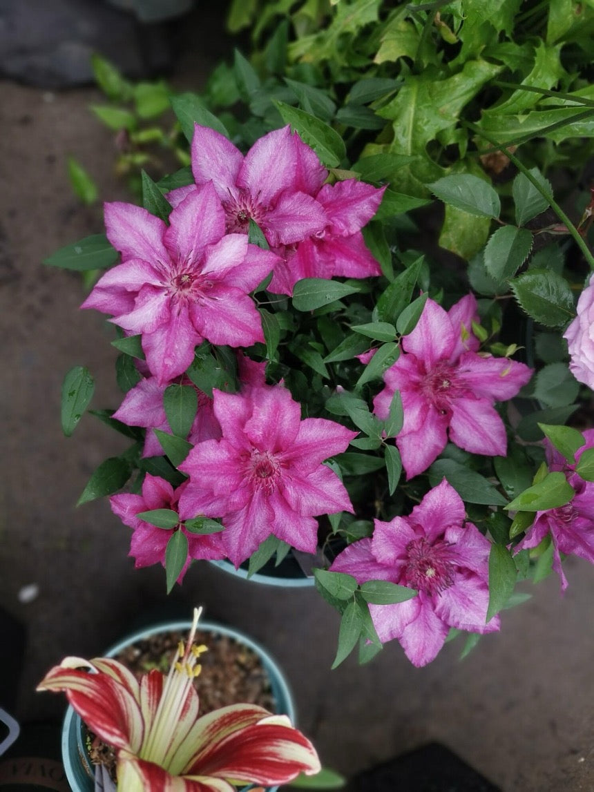 Dwarf Clematis ‘’Luiza|ルイーザ|路易莎‘’