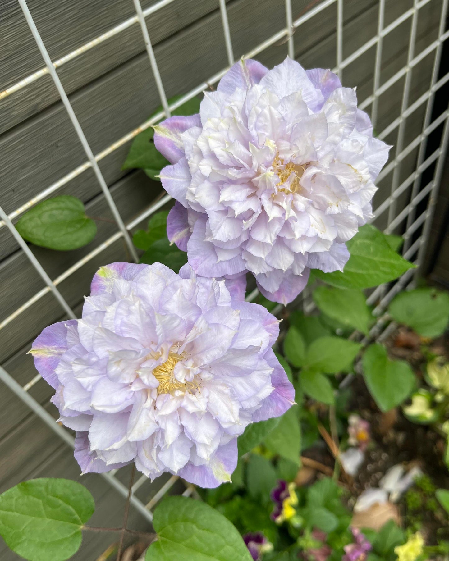 Clematis ‘’Veronica's choice|维罗妮卡的选择‘’