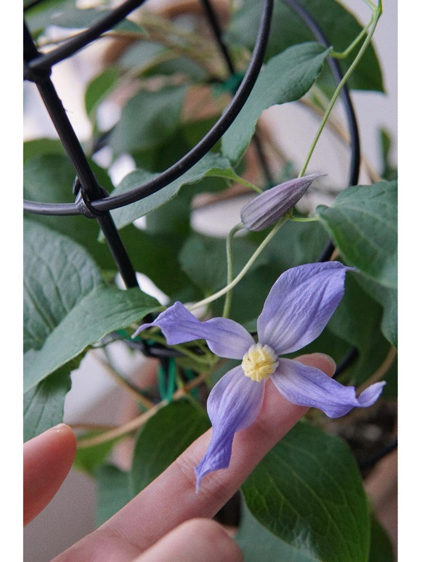 Clematis ‘’Milky Way|银河系‘’