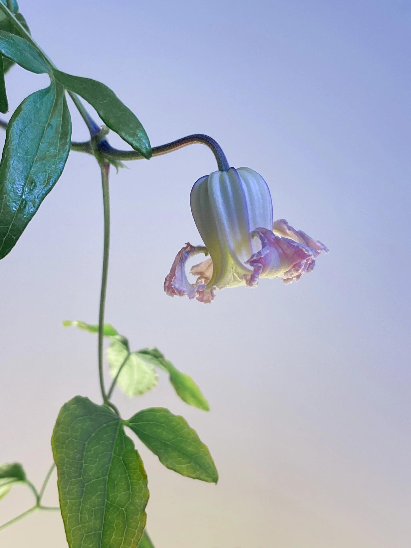 Pink Octopus Clematis ‘’Last Whisper|最後の囁き| 最后的轻语| タコクレマチス‘’ - US Exclusive