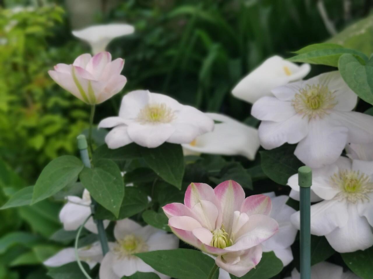 Clematis ‘’Innocent Blush |羞答答‘’