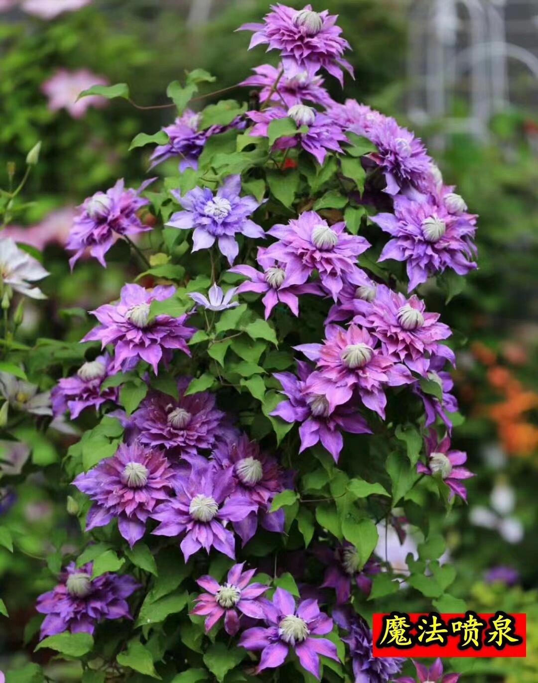 Clematis ''Magic Fountain| 魔法喷泉''