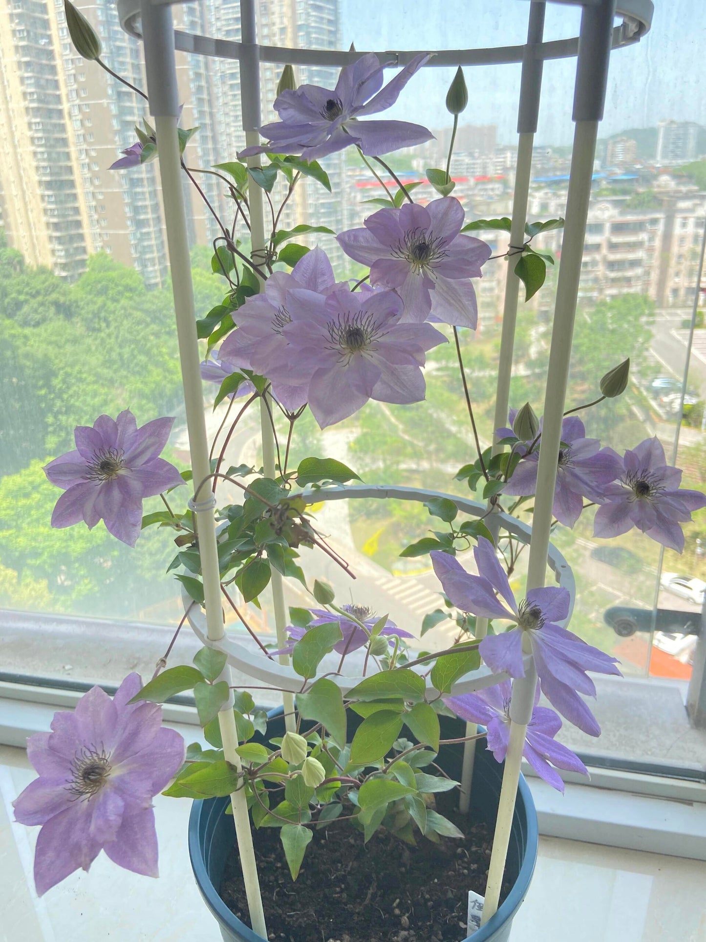 Clematis ‘’Reflections|倒影‘’