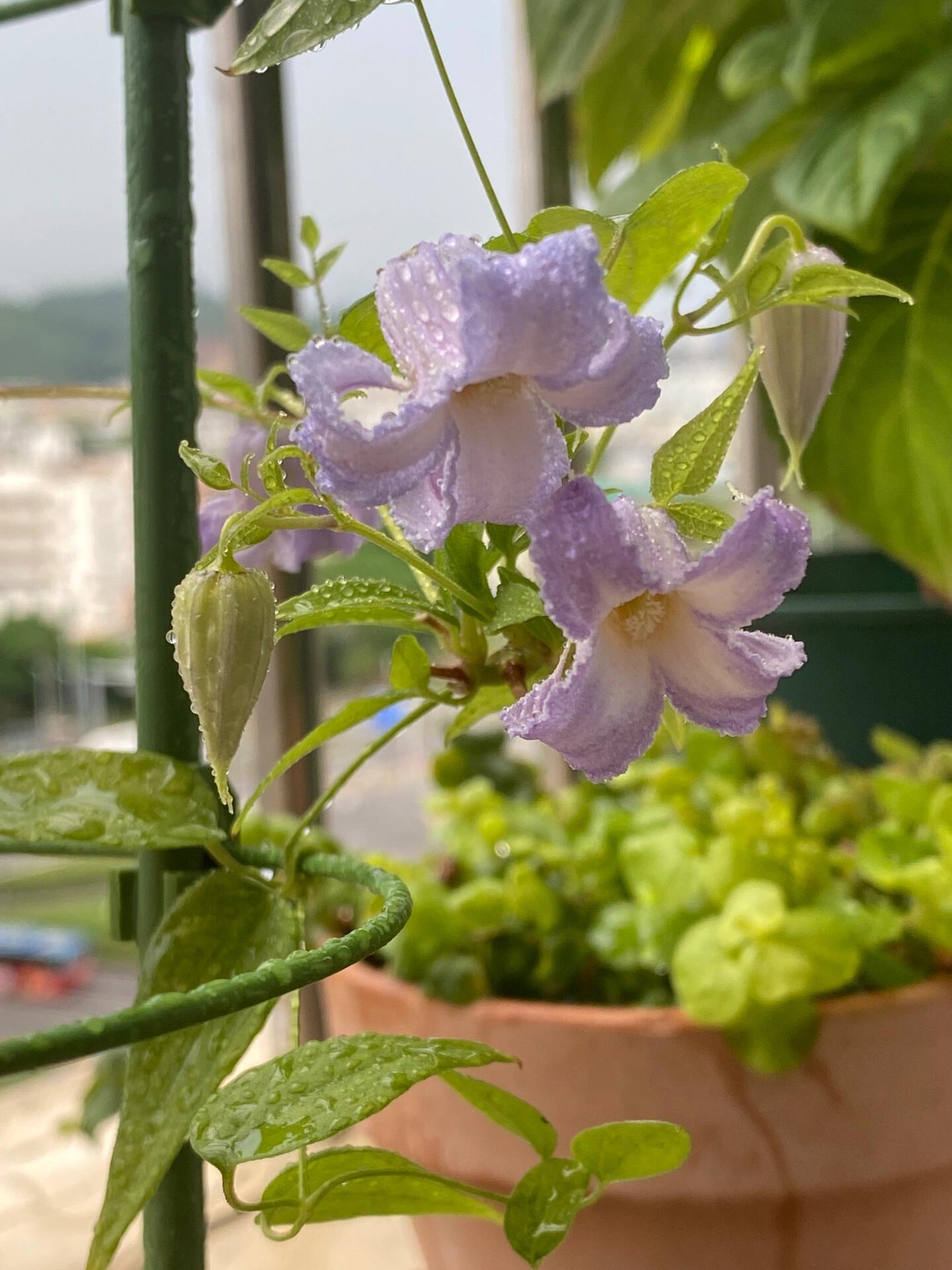 Blue Octopus Clematis ‘’クリスパ・エンジェル| Crispa Angel| 克里斯帕天使| タコクレマチス‘’