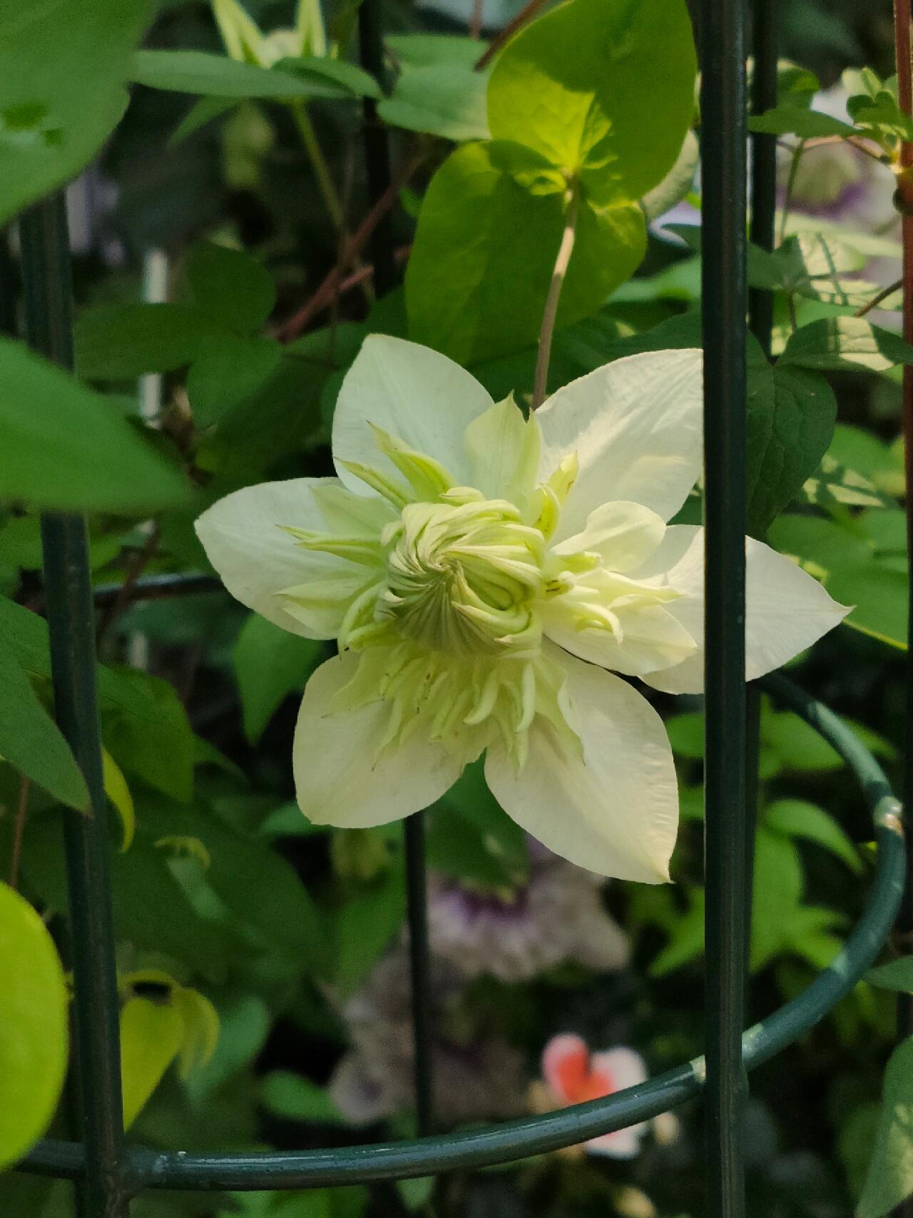Clematis ‘’Peppermint|ミント| 薄荷‘’