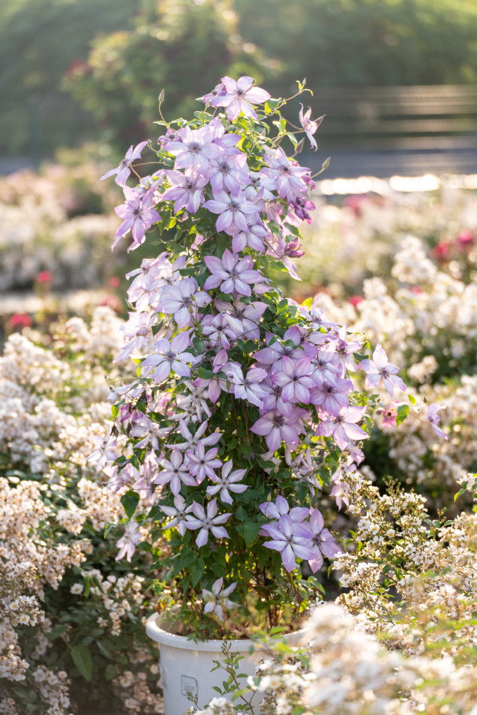 Clematis ‘’Fond Memories|美好回忆‘’