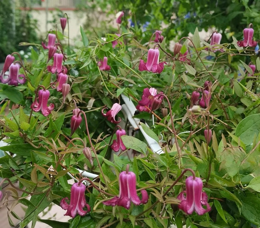 Clematis ‘’Princess Red| 绯红公主‘’