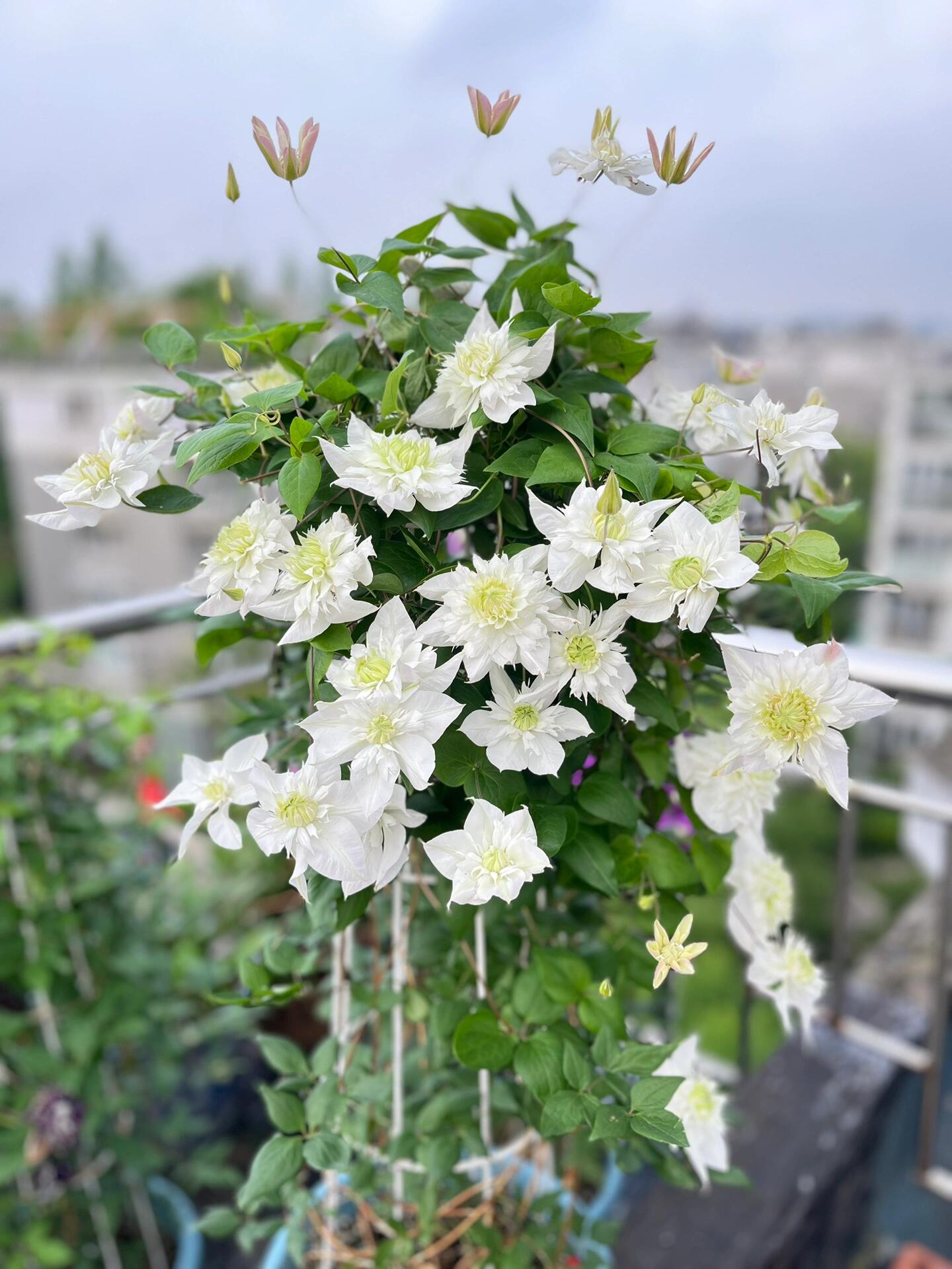 Clematis‘’Pluvia Imprint| 雨的印记‘’|New Variety 2024|US Exclusive