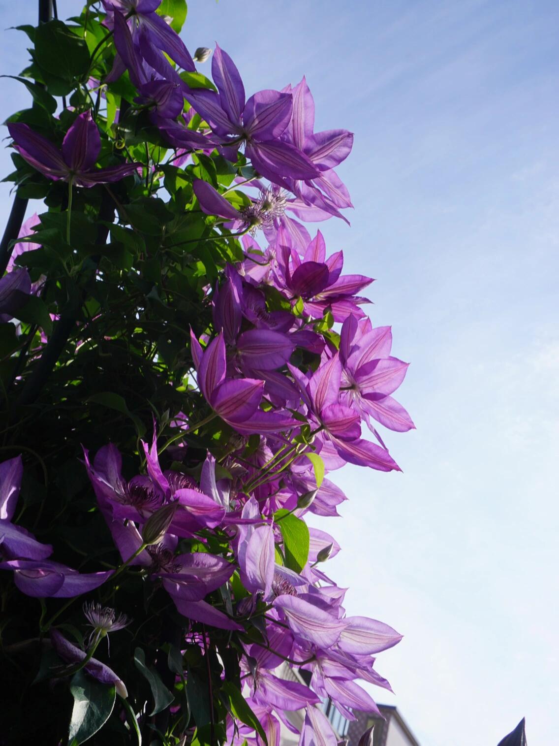 Clematis ‘’Lizard|トカゲ |蜥蜴 ‘’