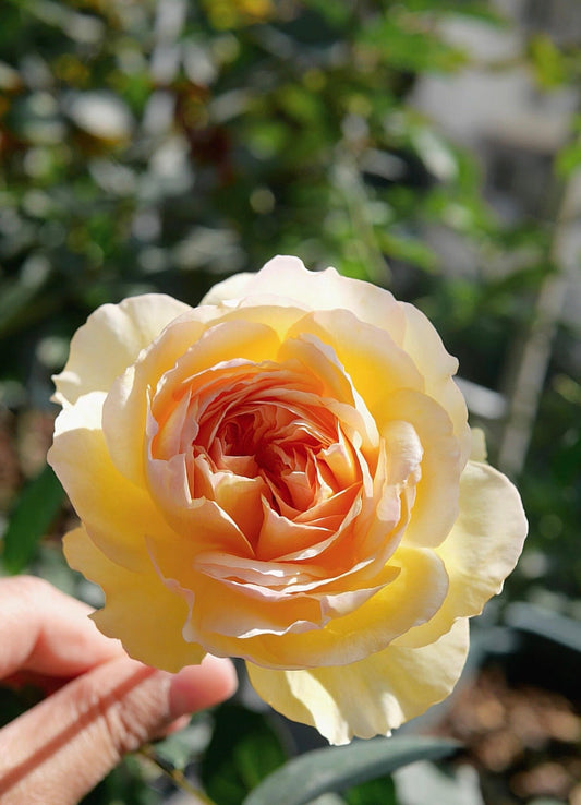 Rose ’ Kagelou| カゲロウ | 阳炎/蜉蝣 - New varieties 2020