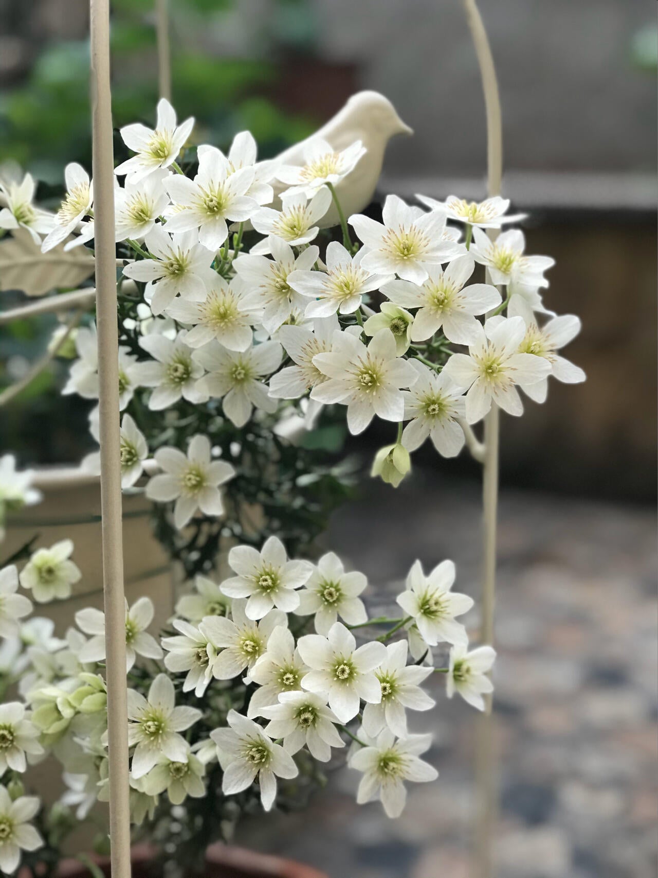 Clematis ‘’Joe|银币‘’