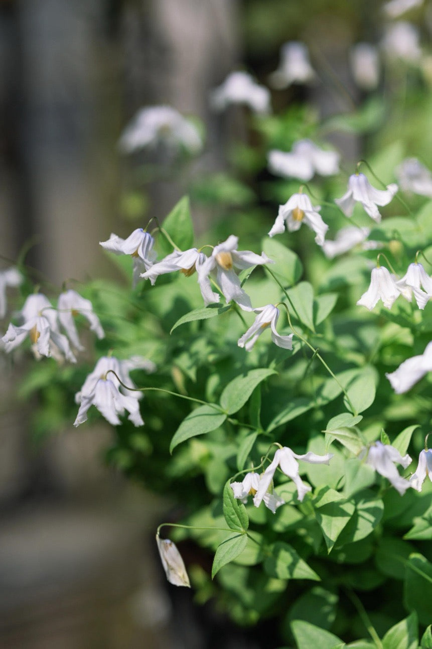 Clematis ''Twinkle| 闪烁''