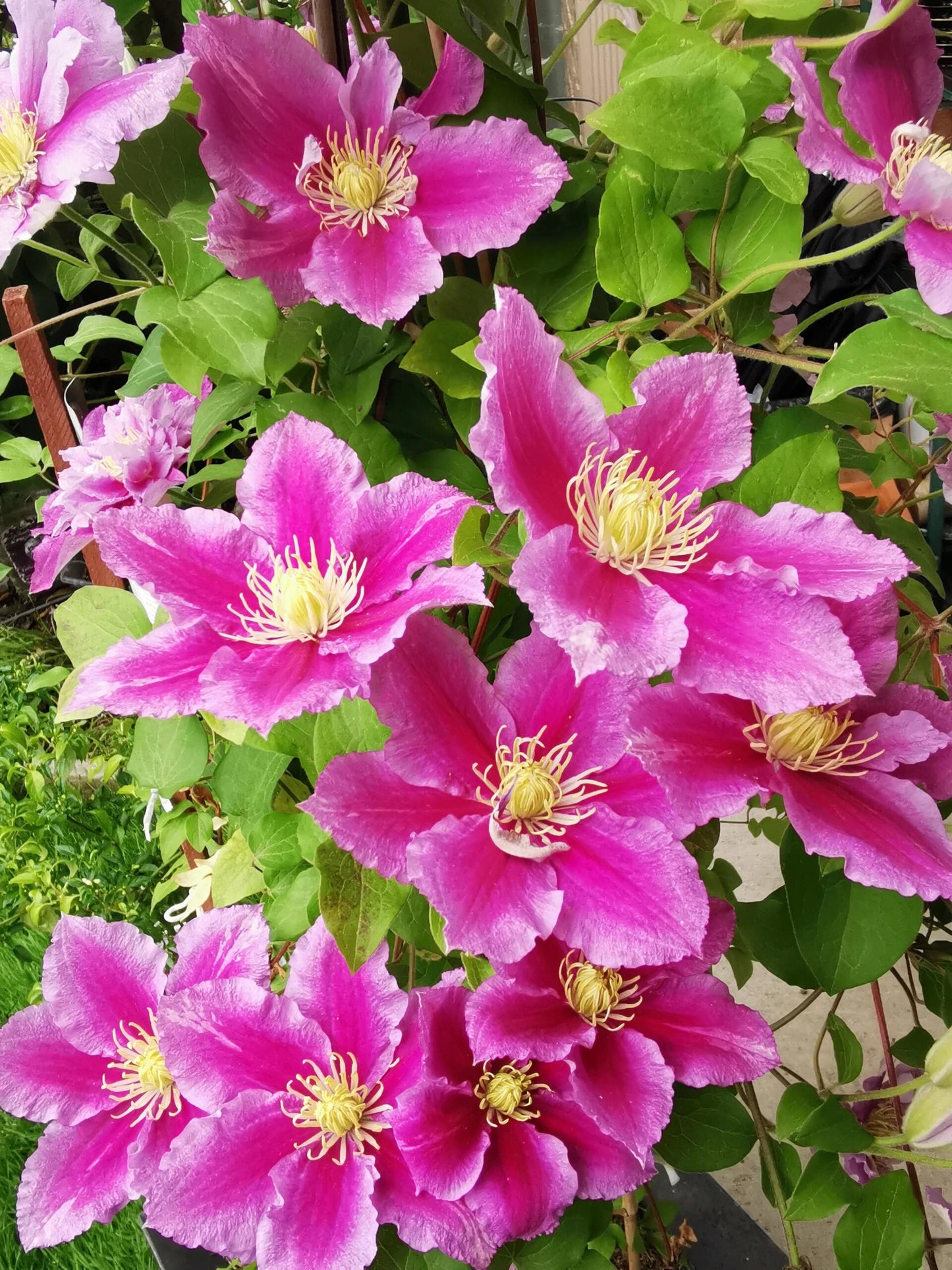 Clematis ‘’Piilu|小鸭‘’