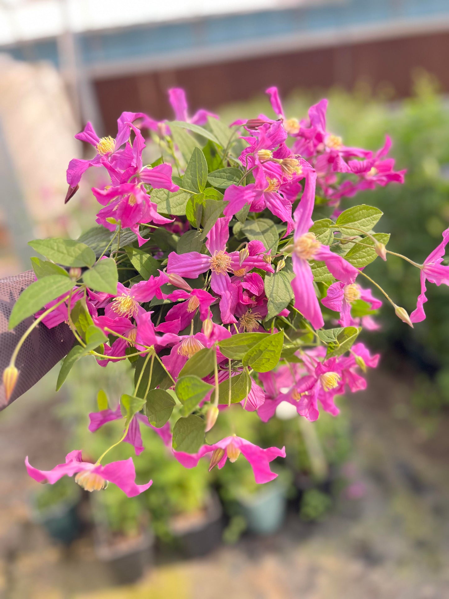 Clematis ‘’Inspiration|灵感‘’