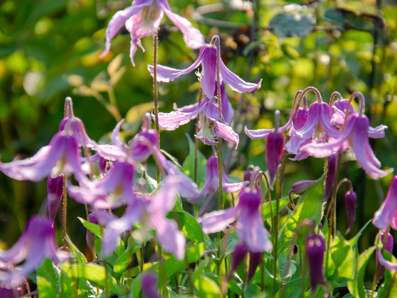 Clematis ‘’Hanajima|はなじま|花島|花岛‘’