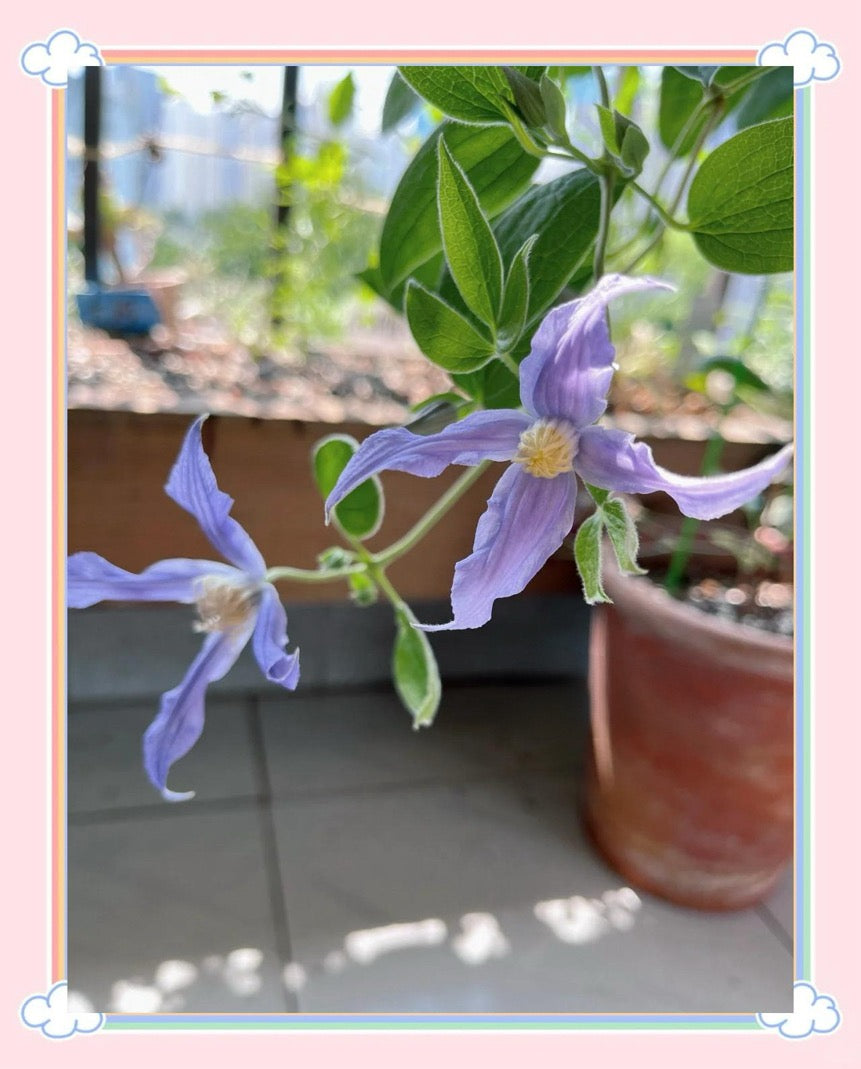 Clematis ‘’Milky Way|银河系‘’