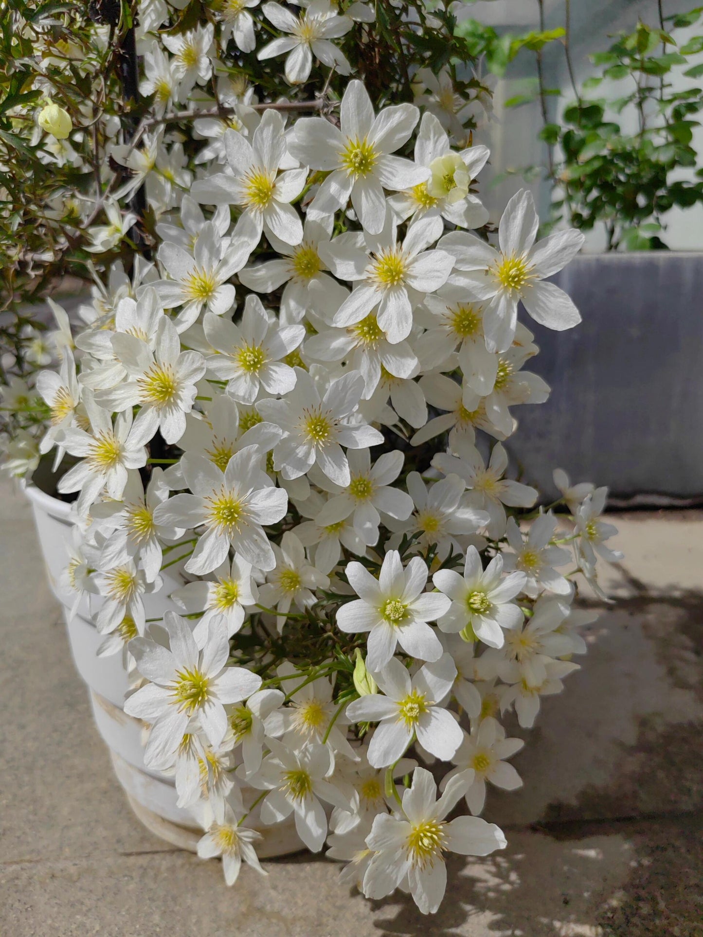 Clematis ‘’Joe|银币‘’
